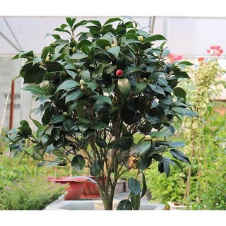 Flash sales cây hoa trà my đỏ cây cao to 60cm đang ra nụ và hoa- ảnh thật