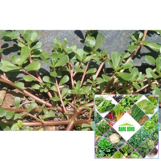 5gr hạt giống rau sam