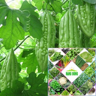 Gói 10 hạt giống mướp đắng xanh HAT F1