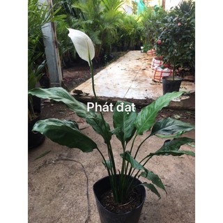 Chậu cây lan ý