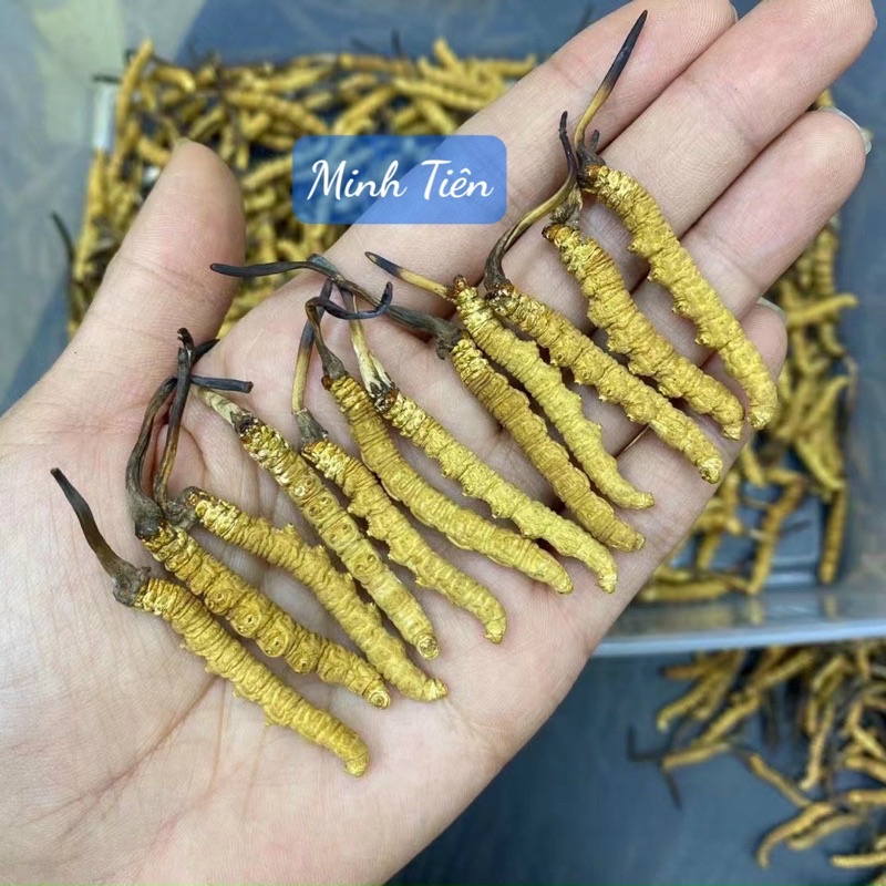 Đông Trùng Hạ Thảo Nguyên Con Tây Tạng (Size 40-42con)