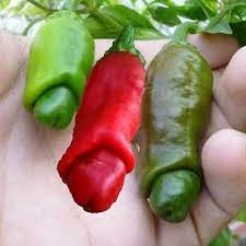 30 hạt giống ớt cu tý