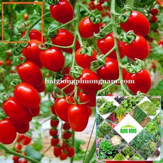 20H - HẠT GIỐNG CÀ CHUA CHERRY ĐỎ Hạt Giống Nông Trại Xanh THE GARDEN