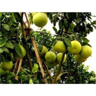 Cây giống bưởi đường 2 vụ