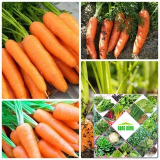 Gói 200 hạt giống cà rốt đỏ