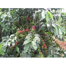 cây giống cà phê ( cây giống có bảo hành)