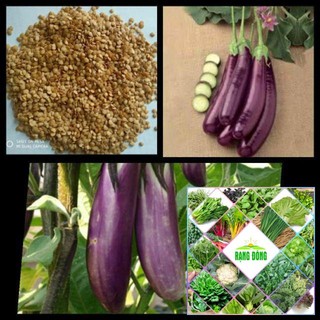 50 Hạt giống cà tím dài