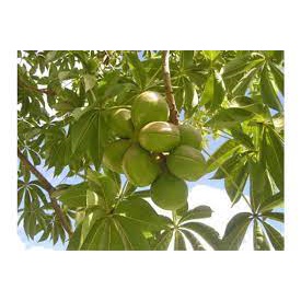 CÂY GIỐNG TRÔM LẤY MỦ