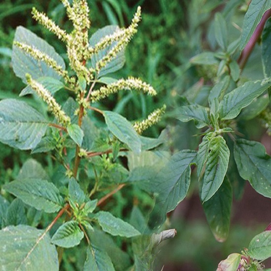 Cây Dền Gai tươi 1kg