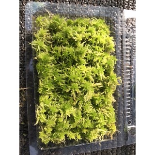 Dớn Sphagnum junghuhnianum  ( hộp 10x15cm)