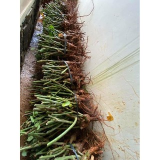 combo 5 GỐC HOA HỒNG SIÊU NỤ (KHÁCH ĐƯỢC CHỌN   MÀU)