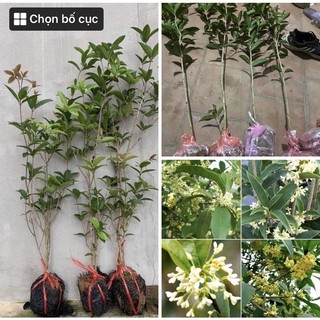 Cây mộc hương ta 2 năm tuổi chuẩn xịn ảnh thật cây cao 60-1m
