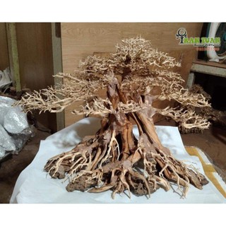Cây gỗ Lũa Bonsai dáng cổ thụ [Phần thân và gốc có nhiều rể]