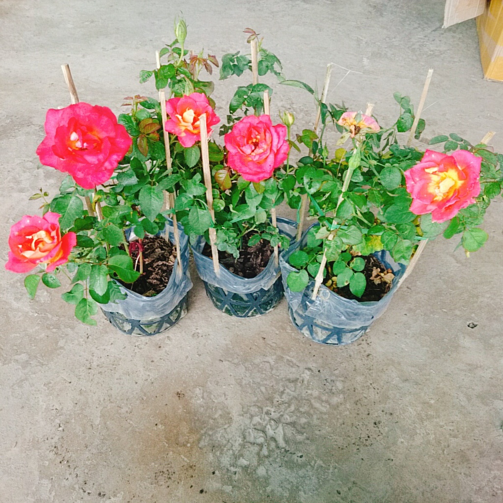 Hồng 2 Da Sa Đéc - cây cảnh để bàn