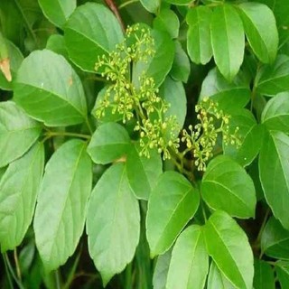 Cây Chè dây chuẩn xịn gửi cây trong bầu