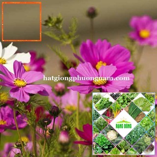 100H - HẠT GIỐNG HOA CÁNH BƯỚM MIX Hạt Giống Nông Trại Xanh THE GARDEN