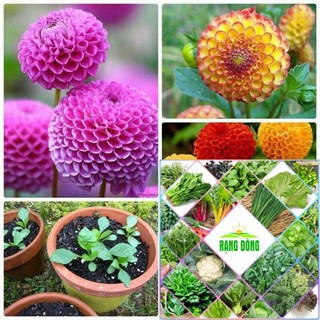 Hạt giống hoa thược dược tổ ong 40 hạt HAT F1