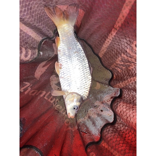 Bông tuyết câu cá gói 200g