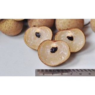 Cây giống nhãn không hạt