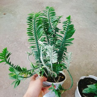 Cây Chân Rết - Cây cảnh mini