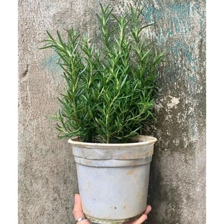 Cây hương thảo Mix chậu