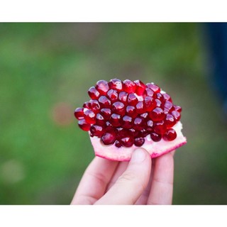 CÂY LỰU LÙN ẤN ĐỘ GIỐNG