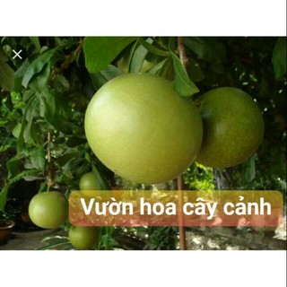 1 cây đào tiên vn giống chuẩn