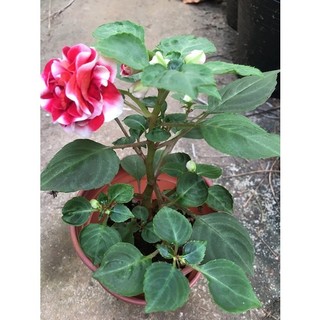 Chậu cây giống hoa ngọc thảo xoắn kép mix màu # chậu đang hoa đẹp, cây khỏe nhiều mầm to, hoa bền, sai hoa