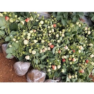 Cây dâu tây sẵn hoa và quả bầu to nhiều quả