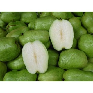 Cây Giống Ổi không hạt Phugi (có bảo hành được khiểm hàng)