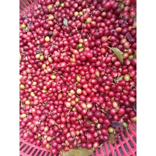 cây giống cà phê ( cây giống có bảo hành)