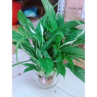 Chậu Cây Lan Ý Thuỷ Sinh
