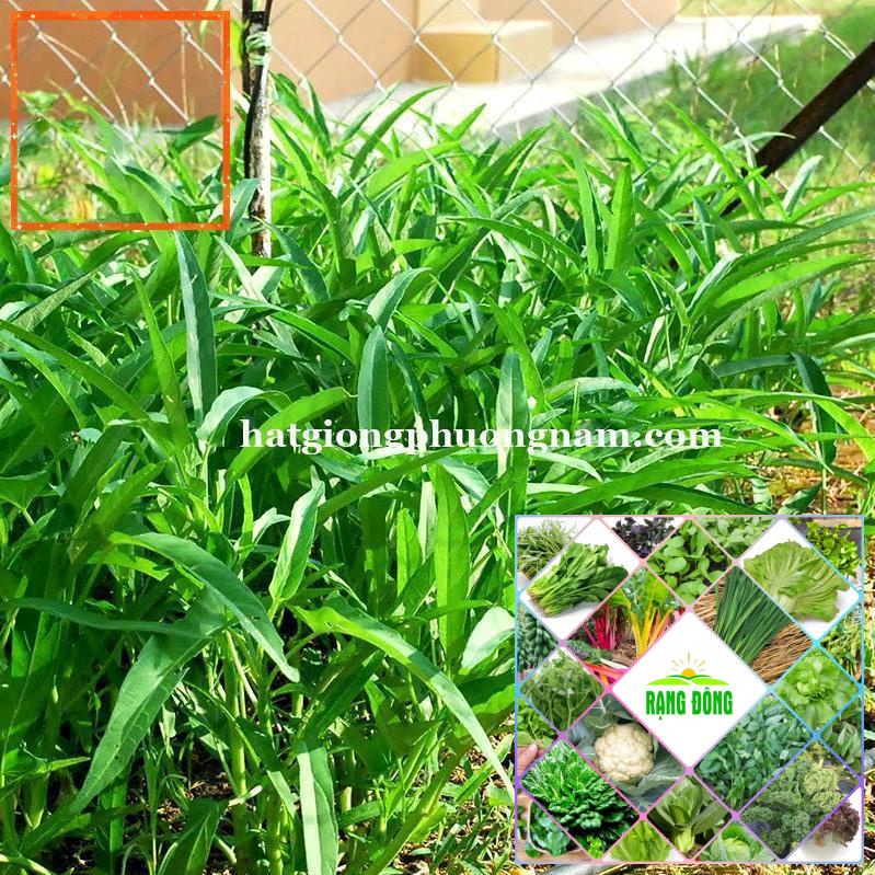 50GR - HẠT GIỐNG RAU MUỐNG Hạt Giống Nông Trại Xanh THE GARDEN