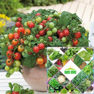 Hạt giống cà chua cherry lùn đỏ 30 hạt HAT F1