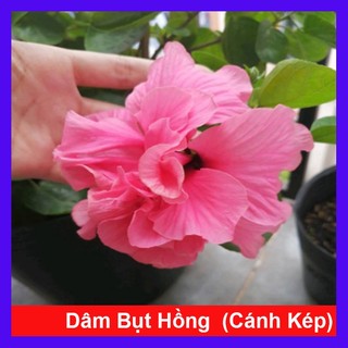 Cây Hoa Dâm Bụt Hồng - Cây cảnh sân vườn