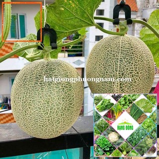 20H - HẠT GIỐNG DƯA LƯỚI Hạt Giống Nông Trại Xanh THE GARDEN