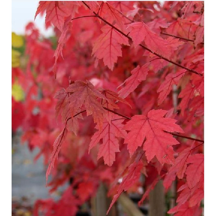 Hạt giống cây Phong Lá Đỏ Nhật Bản  - tăng viên nén ươm hạt