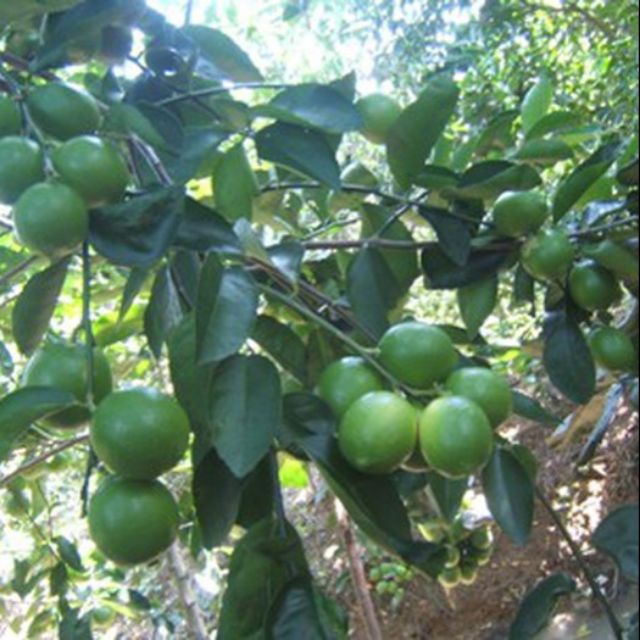 Cây giống Chanh Giấy Limca ( cây xanh ngọc lan 47)