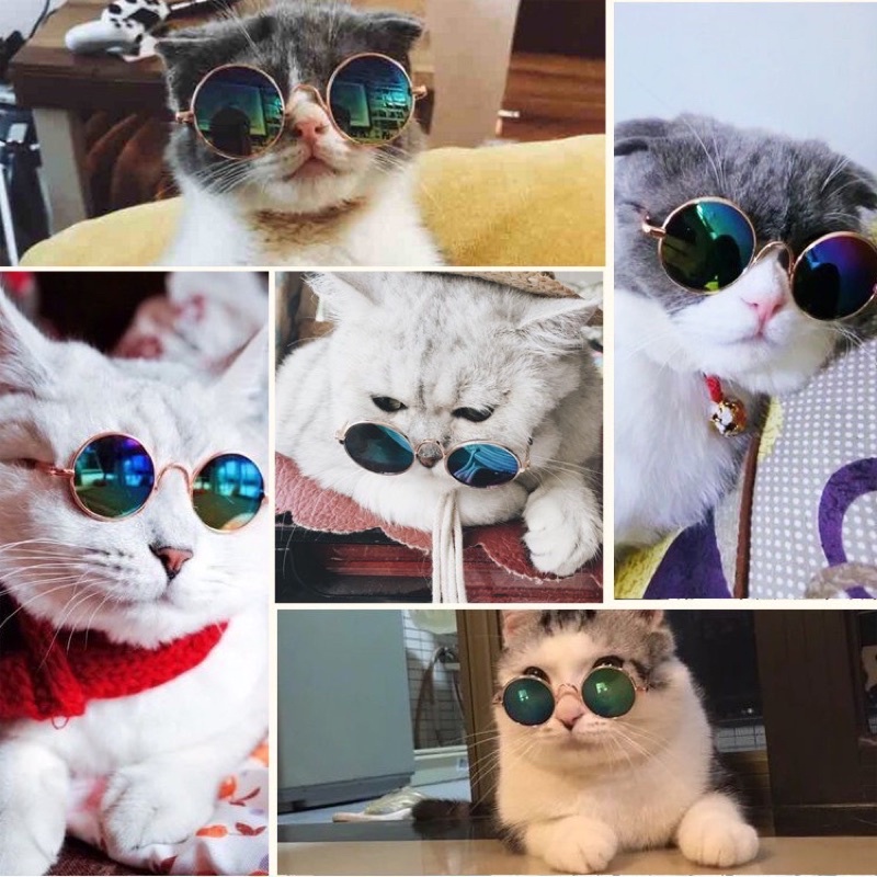Kính mắt thời trang cho chó mèo