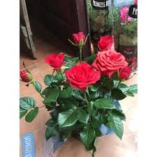 30 hạt giống hồng lùn siêu hoa mix màu