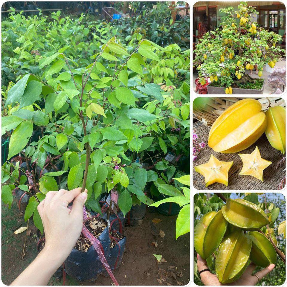 CÂY GIỐNG KHẾ CHÙM. (frEEship Xtra Plus+)