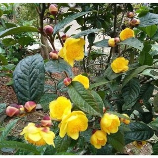 COMBO 4 CÂY TRÀ HOA VÀNG - CHÈ HOA VÀNG