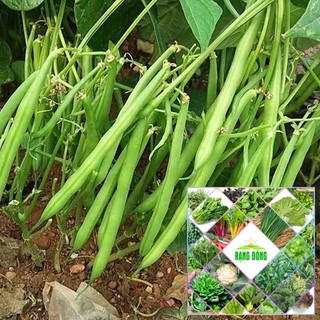 10gr hạt giống đậu cove lùn siêu quả