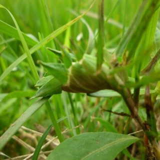 Cỏ Gà tươi (Cỏ Trĩ) 1kg