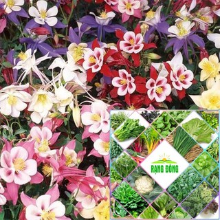 Hạt giống cỏ bồ câu hoa lan chuông 100 hạt hat f1