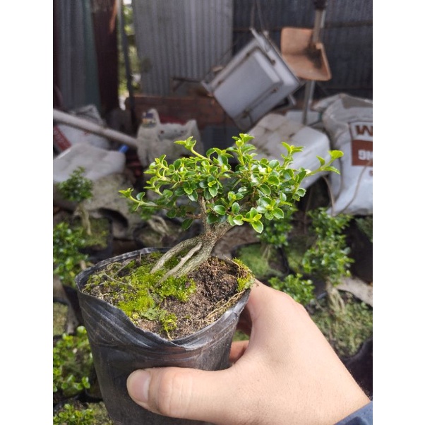 Sam hương phôi mini gốc rễ già