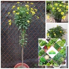 Gói 50 hạt giống cúc thân gỗ