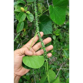 Hom giống dây ký ninh (dây cóc, dây thần nông)