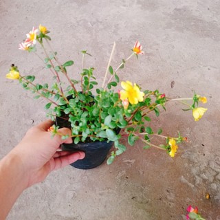 Hoa Mười Giờ Sam - cây cảnh đẹp