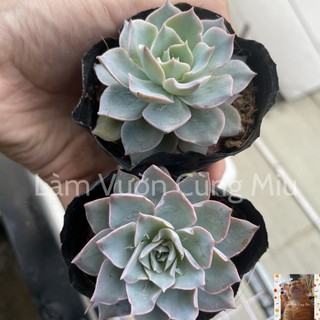 Sen Đá Hồng Phấn 🌸🌸🌸 Size Bầu - Size Trung
